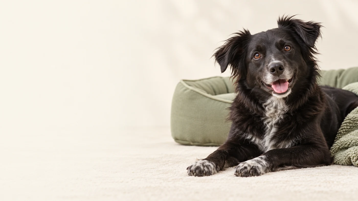 Contexto de Comparador de camas para cachorro